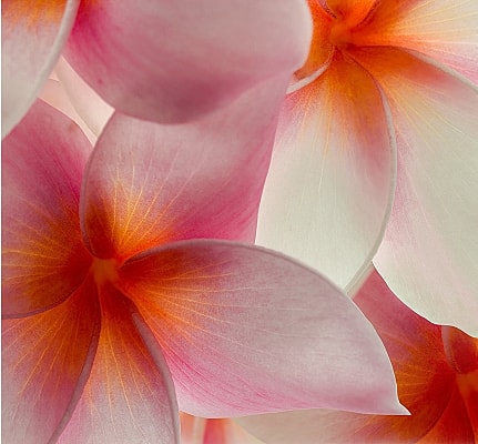 Vibrant pink and white tropical flowers close-up.